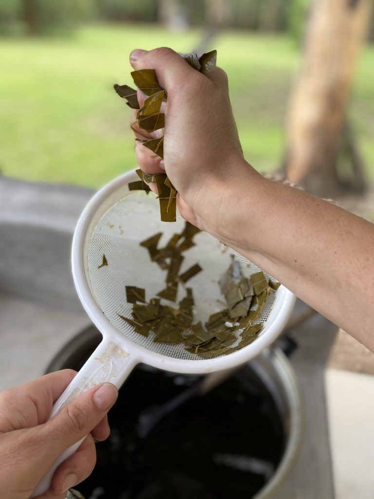 tinte hojas de eucalipto siendo extraído