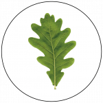 hoja roble estampado botanico ecoprint-01