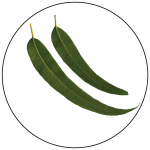 hojas de eucalipto estampado botanico-01