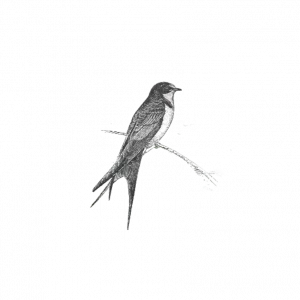 GOLONDRINA